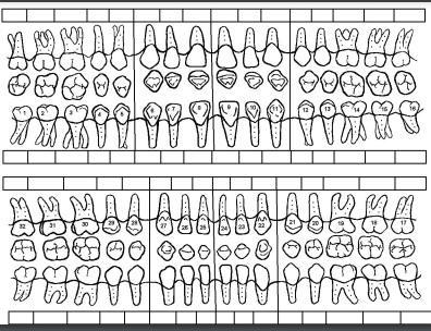 tooth chart adult